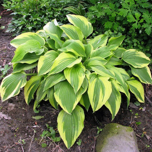 Саженцы Комплект 5шт / Хоста Антиох (Hosta Antioch)